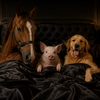 Animal Dildos und animalische Fantasien